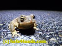 /home//u458753944/public_html/sourcegallery/////////////Roxborough Toad Detour/2022/2022-03-07/P3070835.JPG